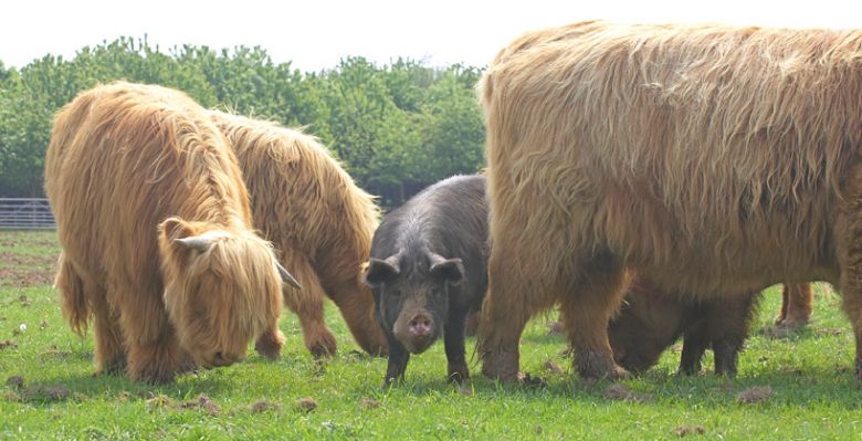Kurobuta Pig and Highland Cattle Enjoying a Meal Together
Ключові слова: Kurobuta pig Berkshire pig meal Highland Cattle feeding time