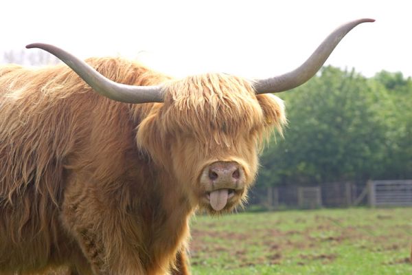 Highland Cow Sticking Out Her Tongue
Anahtar kelimeler: Highland Cow tongue horns