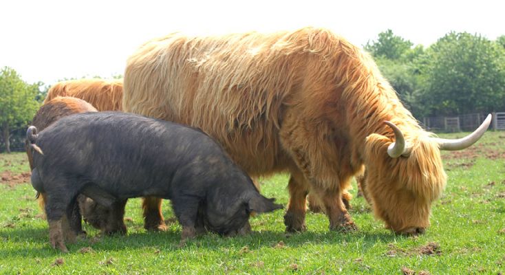 Kurobuta Pig and Highland Cow Enjoy a Meal Together
A bit of a strange date . . . 
Keywords: Highland cow Kurobuta pig Berkshire pig eating together horns