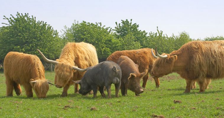 Tamworth (Ginger) and Kurobuta (Black) Pigs Eating with Highland Cattle
Schlüsselwörter: Tamworth pig Kurobuta pig Berkshire pig Highland cattle eating together