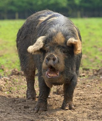 The Kune Kune - Gloucester Old Spot Cross
The particularly ugly pig is my daughter's.  The pig is a cross between a Kune Kune pig (from New Zealand --- translates to "fat and round") and a Gloucester Old Spot pig.  We never quite understood how the cross took place, but it did --- and produced this rather strange pig with wattles.  They're called [i]piri piri[/i] or dew laps that hang from the lower jaw, and their purpose is not known.
Ключевые слова: Kune Kune pig piri piri dew laps Gloucester Old Spot