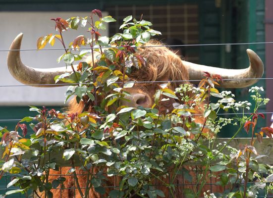 Lord Rannoch Behind the Rose Bush
He'd become a bit camera-shy by this point, and chose to "vant to be alone" behind a rose bush.
Keywords: Lord Rannoch Highland cattle Highland bull rose bush Kobe beef