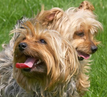 Aren't we a pair!
Ključne besede: Bonnie Maxie Yorkshire Terriers