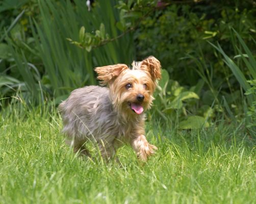I've seen the  ball
Keywords: Maxie Yorkshire Terrier ball