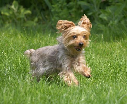 I'm getting closer.....
Keywords: Maxie Yorkshire Terrier