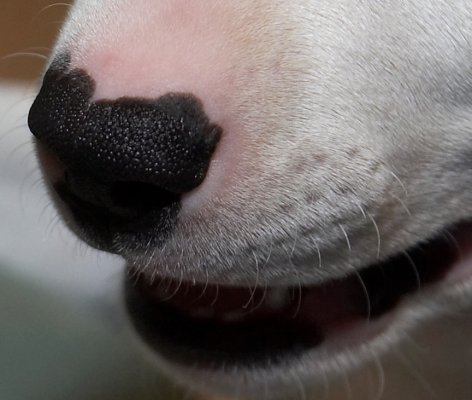 I nose you know
Anahtar kelimeler: Mana English Bull Terrier puppy puppies