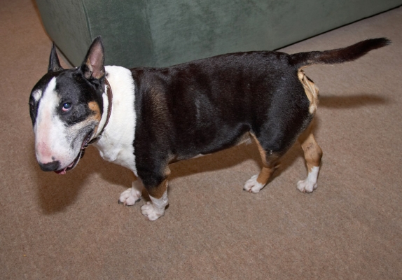 Where's that terrierorist puppy?
Mots-clés: Tapa English Bull Terrier