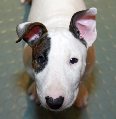Is that something I can eat?............
Anahtar kelimeler: Mana English Bull Terrier puppy puppies