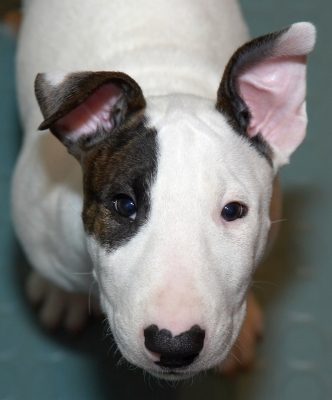 ........... just bring it here so I can try
Schlüsselwörter: Mana English Bull Terrier puppy puppies