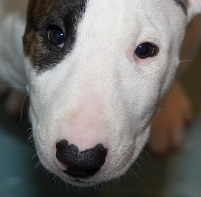 I've got my eye on you
Trefwoorden: Mana English Bull Terrier puppy puppies
