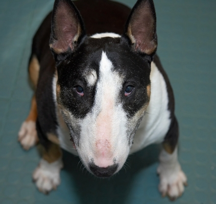 Whatever the puppy can do...............
Anahtar kelimeler: Tapa English Bull Terrier