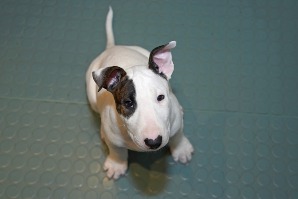 Does this count as sitting?..........
Schlüsselwörter: Mana English Bull Terrier puppy puppies