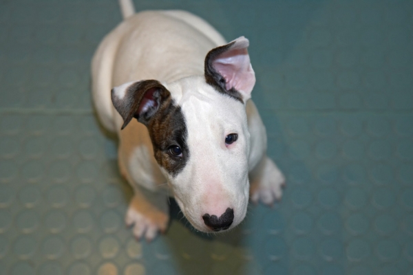 .......... well it's my way of sitting
Schlüsselwörter: Mana English Bull Terrier puppy puppies
