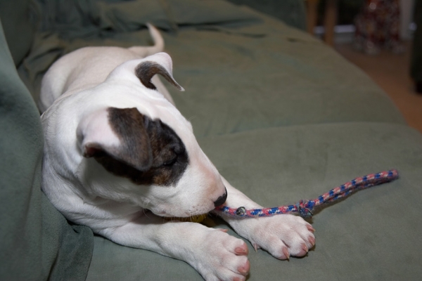 Oh, goody, a ball to destroy
Palabras clave: Mana English Bull Terrier puppy puppies