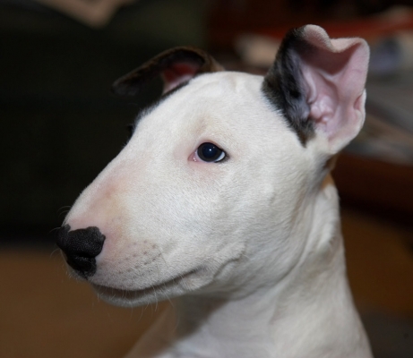 Butter wouldn't melt........
Mots-clés: Mana English Bull Terrier puppy puppies