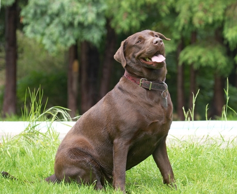 Yep, I'm having a good time
Ključne besede: Molly Chocolate Labrador tongue