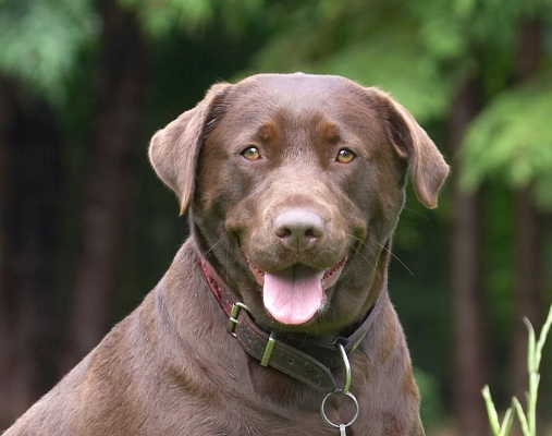 Wassup?!
Anahtar kelimeler: Molly Chocolate Labrador tongue
