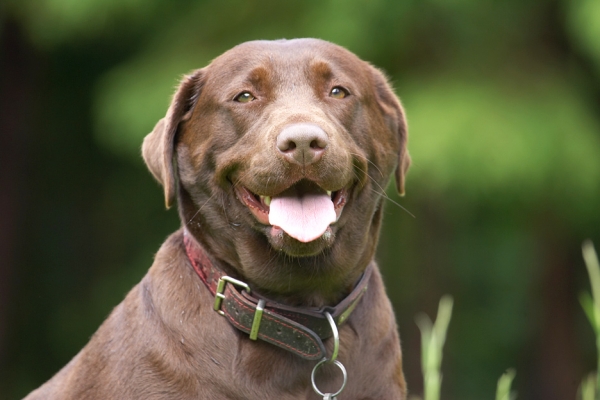 Hee, hee, good joke!
Ключевые слова: Molly Chocolate Labrador tongue