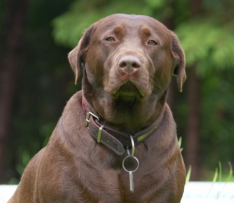 Well, I don't think that's funny!
Ključne besede: Molly Chocolate Labrador