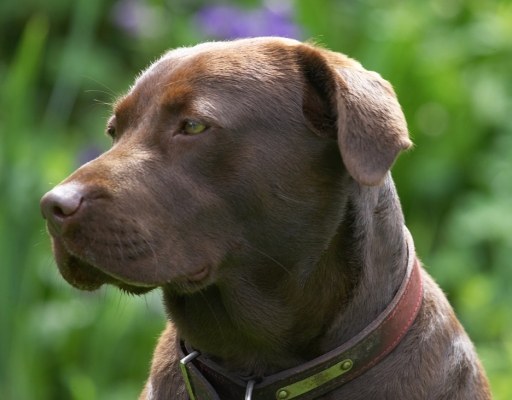 My good side
Klíčová slova: Molly Chocolate Labrador