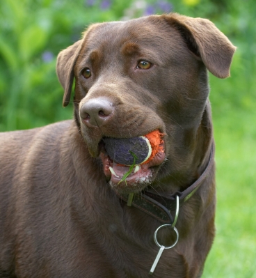 OK, I've got the ball, now what?!
Ključne besede: Molly Chocolate Labrador