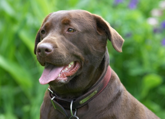 What shall I do now?
Anahtar kelimeler: Molly Chocolate Labrador tongue