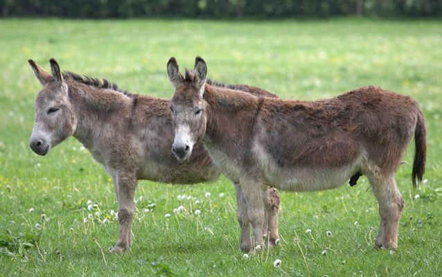 Geofredo and Pedro -- The Donkeys
Our two donkeys enjoying a spring afternoon at Birchfields.  May 18 2006
Keywords: donkeys Pedro Geofredo spring grass