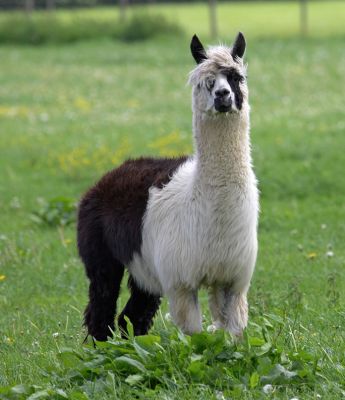 Alpaca
Trefwoorden: alpaca springtime Birchfields
