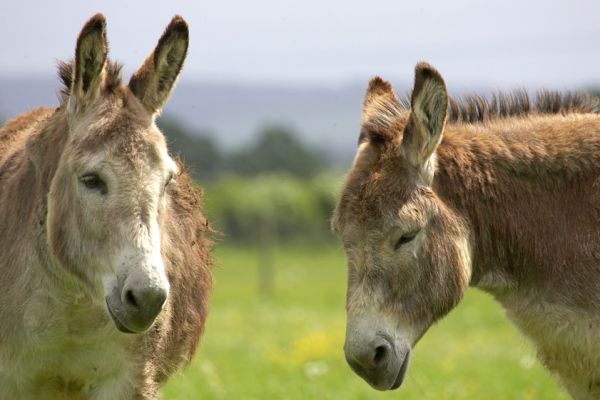 Geofredo and Pedro the Donkeys
Ключові слова: Geofredo Pedro donkeys Birchfields