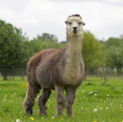 McVitie --- The Alpaca
Słowa kluczowe: Alpaca Birchfields McVitie