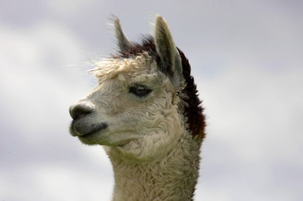 Alpaca
Avainsanat: Alpaca Birchfields
