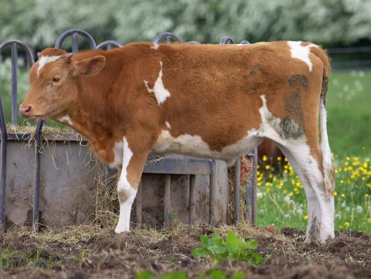 Our Young Guernsey Steer Enjoying Some Hay
Keywords: Guernsey steer hay