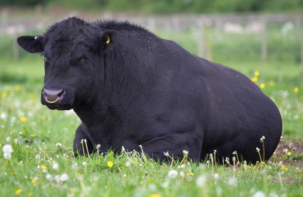 Rull Balletcruz B012 Born 17 October 2002
Aberdeen Angus Cattle Society Herd Book Vol. 127  UK366823-200012 -- Our pure-bred Aberdeen Angus Bull, at rest.
Keywords: Rull Balletcruz Ballet Cruz Aberdeen Angus Cattle Society Aberdeen Angus bull black bull
