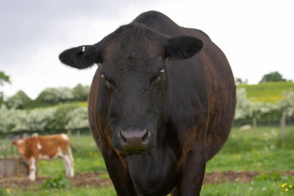 Rull Pamela A001 - DOB 5 April 2001
Our pure-bred Aberdeen Angus cow, Rull Pamela A001.  We  have recently received this e-mail message:  "We represent the interests of Ms Pamela Rull.  It has been brought to our attention that you have named one of your farm animals with the same name as our client.  While we appreciate that this is nothing more than a complete coincidence - the fact that this is mentioned on the Internet, is causing some considerable distress to Ms Rull.   Ms Rull is an up and coming actress - and as I am sure you would appreciate - involved in an industry where image and profile are paramount.  I would like to point out that Ms Rull is a great animal lover - and in no way wishes to dictate terms to you. But she has found that enquiries about her on the Internet are being compromised and turned in to a subject of some levity - owing to what some might perceive as the frivolous nature of the pictures in your site.  We would therefore be most grateful if you would please amend the content of your site so that the name of our client is not seen in a light which may cause her to be seen as the less than serious artistle that she undoubtedly is not."  

We did not name this cow, but purchased her with her name.  "Rull" is the breeder's prefix.  No offence was intended to Ms. Rull --- this is purely a coincidence.
Keywords: Rull Pamela A001 Aberdeen Angus cow Pamela Rull
