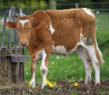 Our Young Guernsey Steer
الكلمات الإستدلالية(لتسهيل البحث): Guernsey steer springtime spring time Birchfields