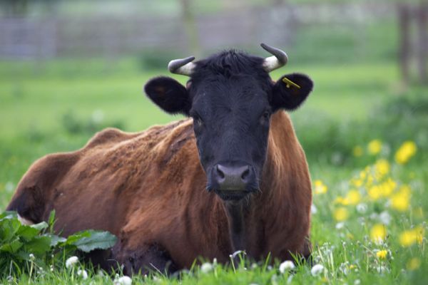 Betty, our Gloucester Cow
Enjoying a rest in the spring grass, May 18 2006 - Birchfields
Ključne besede: Betty Gloucester cow springtime Birchfields