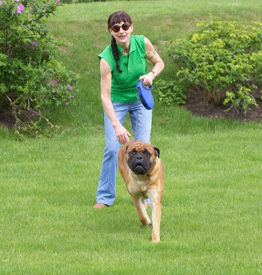Oh boy, somewhere new
Ključne besede: Morgan Bull Mastiff Marjorie