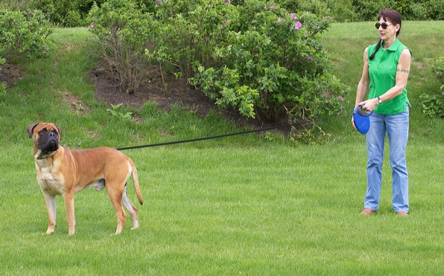 What's over there?
Anahtar kelimeler: Morgan Bull Mastiff Marjorie