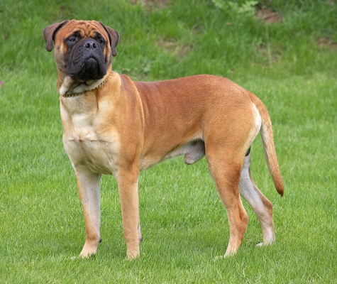 Jus' checking things out
Keywords: Morgan Bull Mastiff