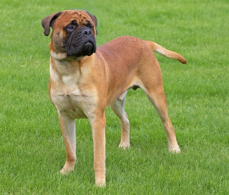 This is really interesting
Ключевые слова: Morgan Bull Mastiff