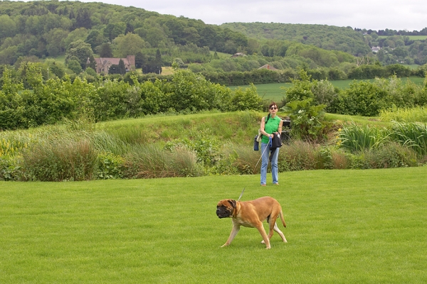 .......... and now I'll go in this direction
Trefwoorden: Morgan Bull Mastiff Marjorie