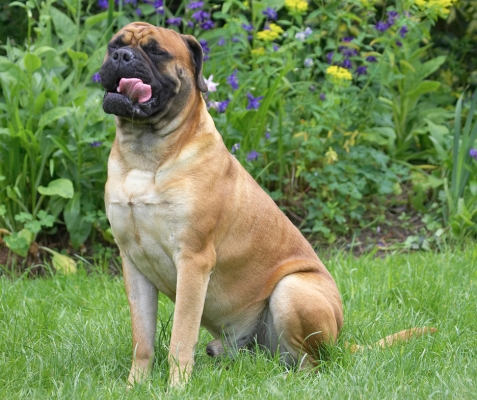 Chop lickin'
Klíčová slova: Morgan Bull Mastiff tongue