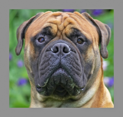 Whatever!
Anahtar kelimeler: Morgan Bull Mastiff