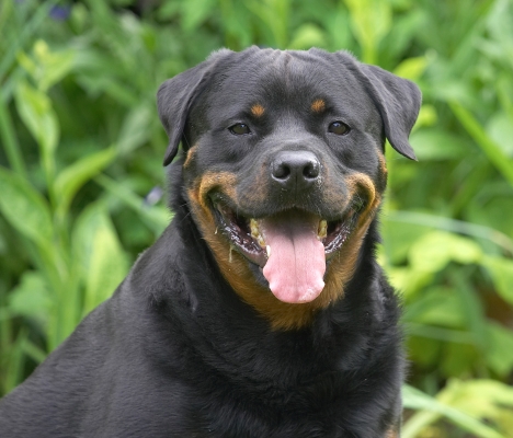 What can I say, I'm just a happy chappie
Keywords: Hugo Rottweiler tongue