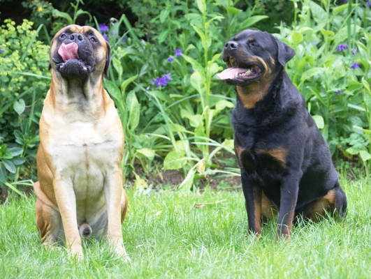 Cookies on hand - the perfect spot!
Palabras Clave: Hugo Morgan Rottweiler Bull Mastiff tongue