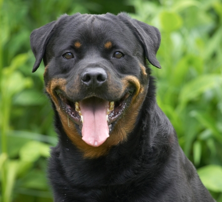 Cheeeeeeeeeeese
Ключевые слова: Hugo Rottweiler tongue