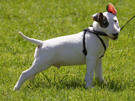 What's this lead thingy?
Mana having his first lesson in harness and lead at about 10 weeks old.  He took to it very well.
Palabras clave: Mana English Bull Terrier