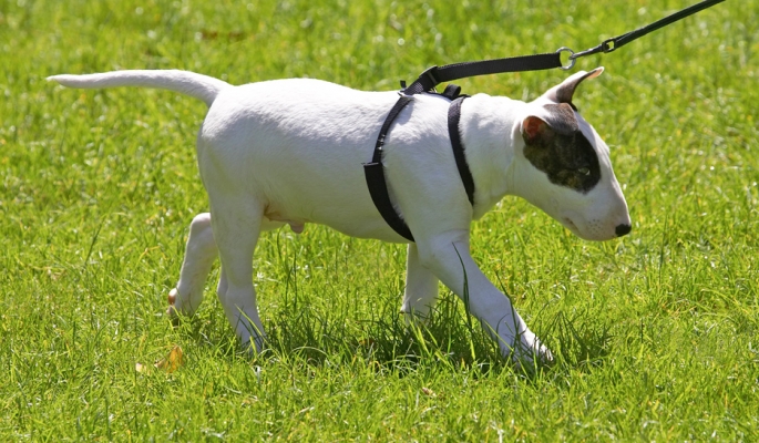 OK, I think I know how this works
Ключові слова: Mana English Bull Terrier