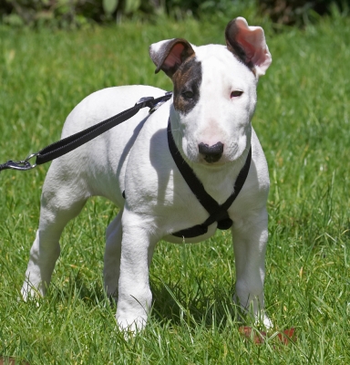 See, I'm not pulling
الكلمات الإستدلالية(لتسهيل البحث): Mana English Bull Terrier