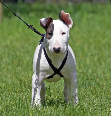 How am I supposed to move with this thing on?!
Ключевые слова: Mana English Bull Terrier